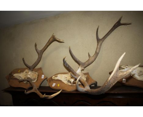 A nine-point stag's head trophy, on oak shield-shaped panel, inscribed R M R Dalnawillian, September 1999, a similar ten-poin