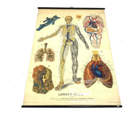 Large teaching aid poster titled 'Lungs &amp; Veins.', published by W. &amp; A. K. Johnston, Limited, Edinburgh, H142cm, W100