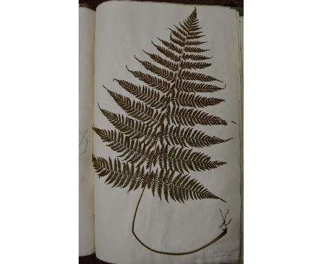 *Ferns. An album of ferns, mid 19th century, mostly large specimens stitched on to rectos of 38 leaves with manuscript identi
