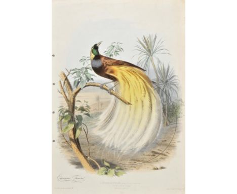 Travies (Edouard). L'Oiseau de Paradis (Buffon) 5/8 de la Grand nat..., published Paris, [1857], lithograph with contemporary
