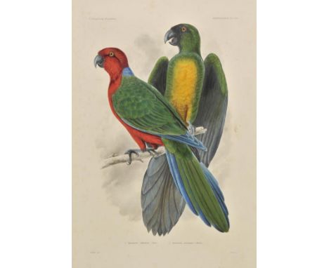 *House (T.). Aprosmictus splendens, Aprosmictus personatus, circa 1848, engraving after T.R. Peale, contemporary hand colouri