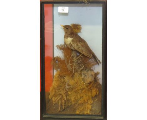 Taxidermy cased Ring Ousel in naturalistic setting, 44 x 26cm