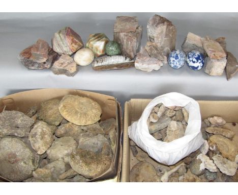 A large collection of fossils and stone finds, together with various ceramic eggs, etc 