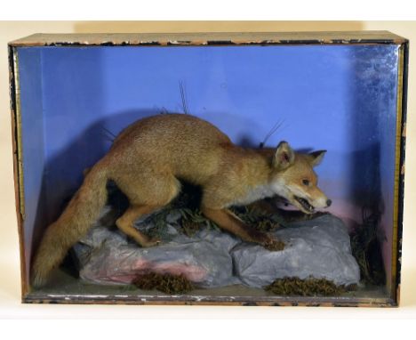 TAXIDERMY FOX ATTRIBUTED TO HENRY 'HARRY' SHAW, cased and standing on a an artificial blue-grey rocky base, surrounded by fol