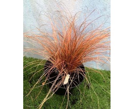 Carex Bronze Evergreen Grass. Not available for in-house P&amp;P 