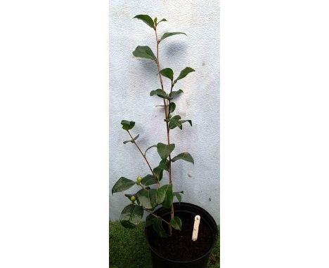 Ruby Camellia. Not available for in-house P&amp;P 