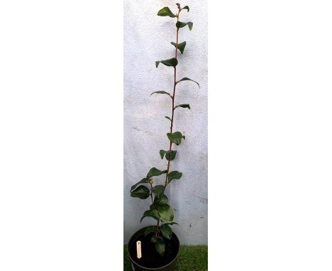 Ruby Camellia. Not available for in-house P&amp;P 