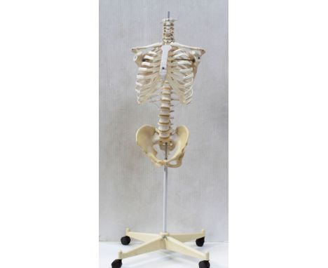 A medical anatomical model of the human skeleton on base support with castors, length 104cm.