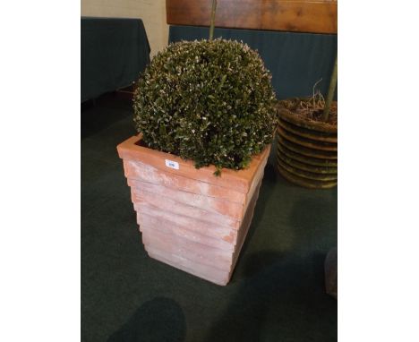 A Square Terracotta Planter Containing Box Shrub