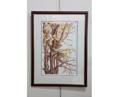 Elizabeth Walsh (Contemporary) A large scale study of garden thrush birds perched within the branches of a tree, watercolour,