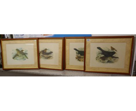 4 ornithological prints 