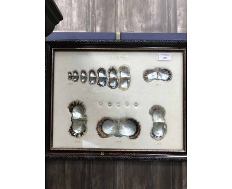 FRAMED PEARL DISPLAY