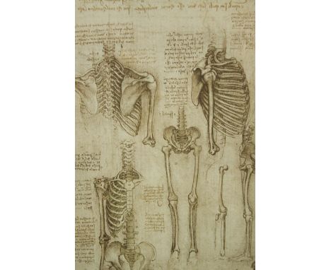 Leonardo da Vinci. Anatomical print. Framed and glazed. H.58 x W.40 cm. 