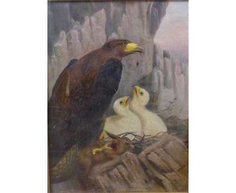T.M. Hill, a study of a golden eagle, oil on panel, 28 x21cms, framed