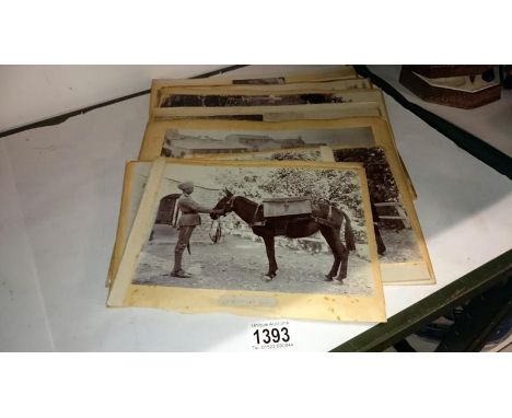 A quantity of WW1 military photographs, 1912-1916 India Bari Gala including officer's and ammunition mules