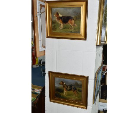 TWO LATE 19TH CENTURY FRAMED OIL ON CANVAS PORTRAITS OF WORKING COLLIES, one portrait is of a short-haired breeding Collie, i