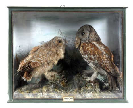 CASED TAWNY OWLS a cased Tawny Owl feeding a younger Tawny Owl, in a glazed and wooden case. With a plaque, Tawny Owl (Strix 