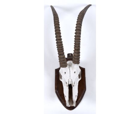 SABLE ANTELOPE SKULL a large skull and horns mounted on a wooden shield. 86cms high