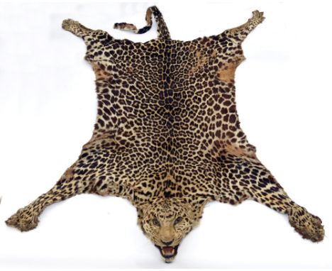 LEOPARD SKIN & HEAD (PANTHERA PARDUS) a full Leopard skin and head, not mounted on a backing. With some areas of wear in plac