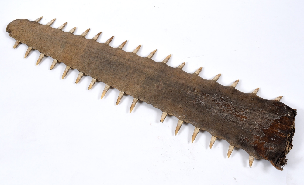 LARGE SWORDFISH BILL an unusually large Swordfish Bill, 116cms long