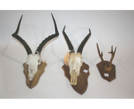 MOUNTED ANIMAL SCULLS including an Impala skull, Blesbuck Scull, and mounted antlers. All mounted on wooden shields. (3)