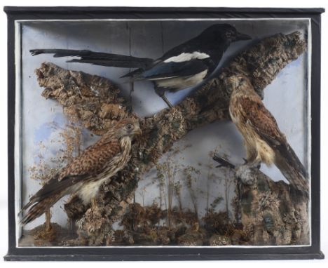 CASED BIRDS OF PREY a wooden and glazed case containing two Kestrels (Falco tinnuculus) and a Magpie. Case 49cms high *This i