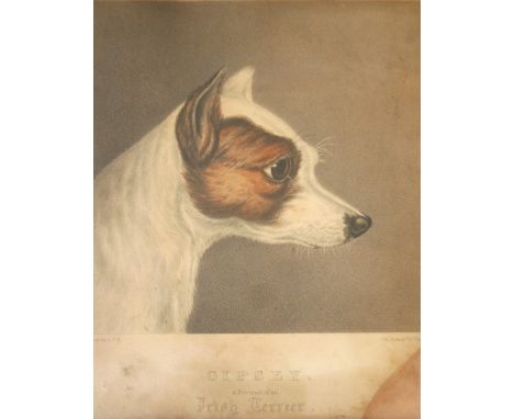 AFTER A** F* S** `GIPSEY`, AN IRISH TERRIER Lithograph, with hand colouring, by T. Fairland 21.5 x 21cm.; with two further pr