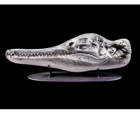 Schädel eines Crocodylomorph  (Dyrosaurus phosphaticus)Maße mit Stand: 46 x 132 x 38 cm. Gewicht: 20 kg.Khouribga, Marokko, K