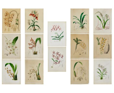Louis Edouart Maubert,  1806 Calais – 1879 ParisSAMMLUNG VON 14 BOTANISCHEN DARSTELLUNGENBleistift und Aquarell auf Papier un