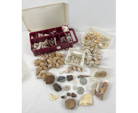 A collection of vintage shells and fossils. To include sharks teeth, starfish and part of a warthog jaw.