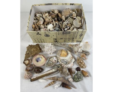 A box of vintage sea shells and coral in varying shapes, colours, sizes and conditions. To include: Murex, Auger, Razor clam,