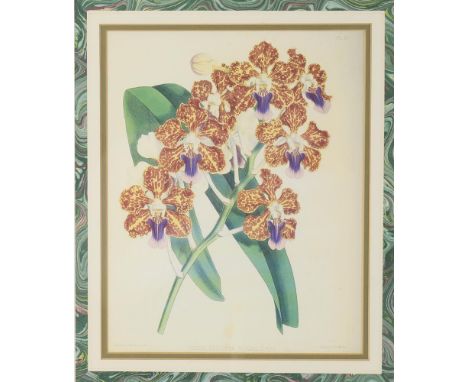 
	
		After John Nugent Fitch
		A set of four floral lithographs 
		Together with 3 further floral prints, all purchased from 