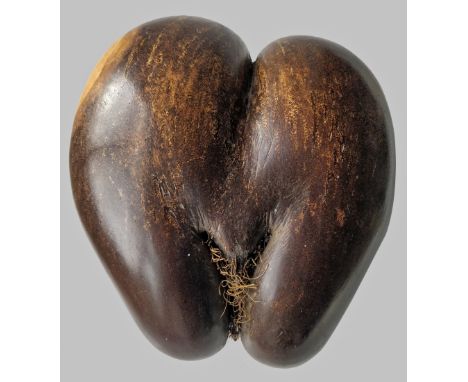 POLISHED COCO DE MER SEED (Lodoicea maldivica), of typical form, 24cms high Provenance: private collection, consigned via our