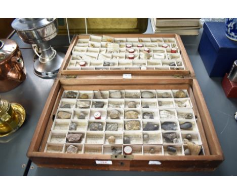A 19th century pine box holding an interesting collection of British Fossils, arranged by James R. Gregory &amp; Co, London, 