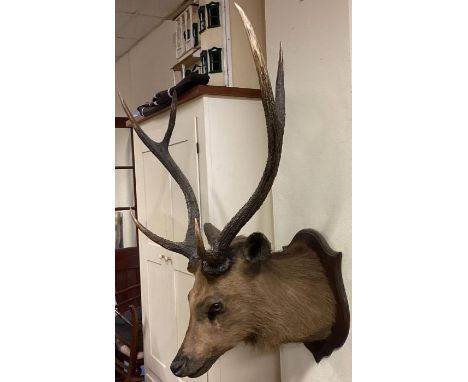 A large mounted taxidermy model of a stags head. Est. £100 - £150. 