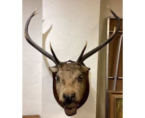 A large mounted taxidermy model of a stags head. Est. £100 - £150. 