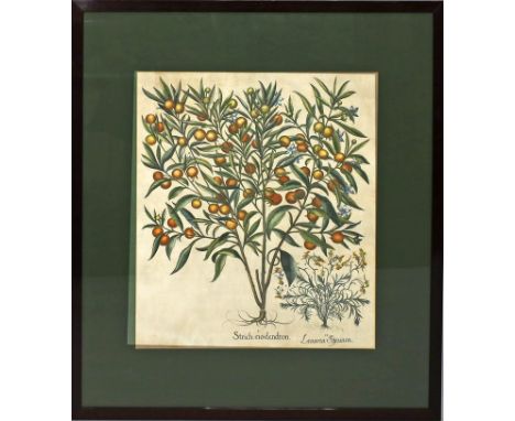 Besler, Basilus (1561 Nürnberg 1629) "Strichnodendron", so in der Platte betitelt. Handkolorierter Kupferstich (Alters- und G
