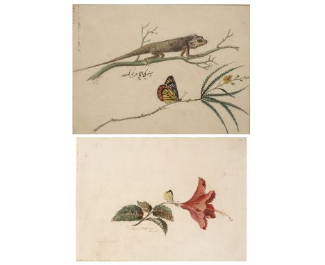 Company school painting Indian, 19th Century watercolour on paper, double sided, one side depicting a Shoe flower (Hibiscus r