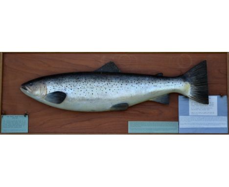 1939 Carved Wooden Sea Trout weight 19lbs 8oz - mounted on board c/w typed out details telling the full story and all the inc