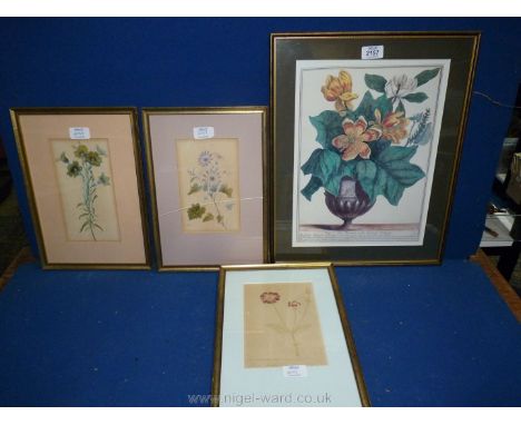 Three framed watercolours of flowers, unsigned, one glass a/f, and a print 'Tree's Flower'd at the Earl of Pembroke'.