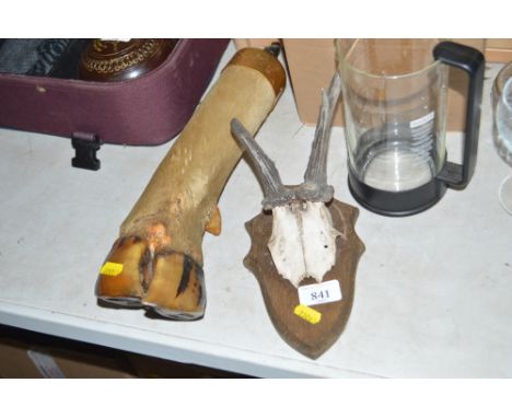 A taxidermy of a foot and a hunting trophy on a plaque