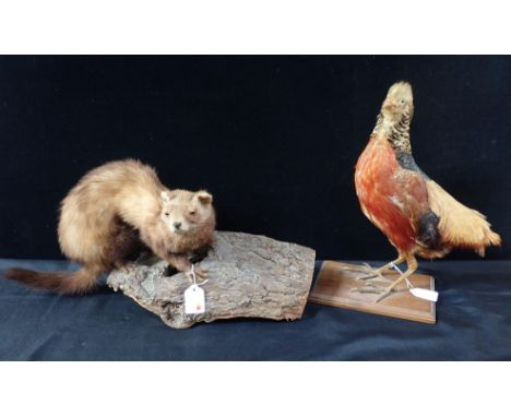 TAXIDERMY: A PINE MARTIN ON LOG(missing foot, otherwise good condition), with a Pheasant (missing long tail feathers) (2)