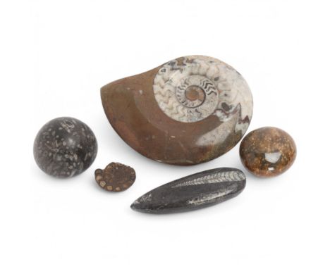 A small group of fossil specimens, including ammonite, coral and orthoceras, largest ammonite specimen length 15cm (5)