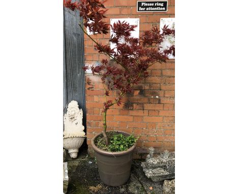 A large ceramic planter approx 43cmH 46cmD, with growing Acer 