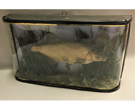 A taxidermy stuffed and mounted Bream by W. Sparrow in naturalistic setting and bow fronted glazed display case with verre eg