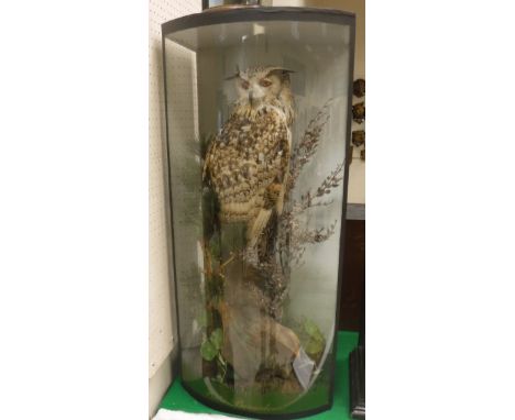 A taxidermy stuffed and mounted Eagle Owl on naturalistic log mount within a three-sided bow fronted glazed display case bear