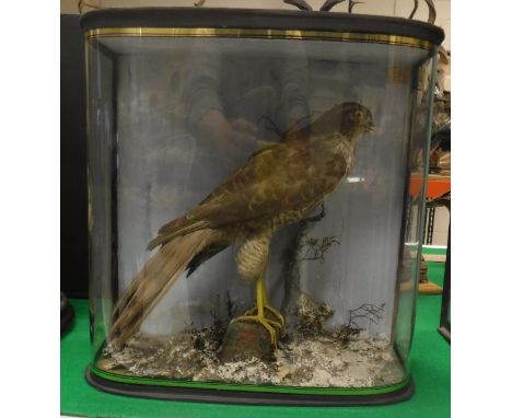 A taxidermy stuffed and mounted Sparrowhawk in naturalistic setting perched upon a rock within a bow-fronted glazed display c