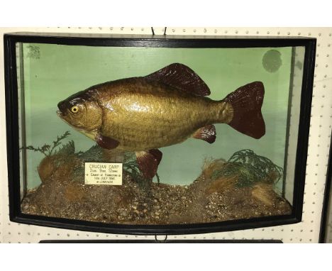 A taxidermy stuffed and mounted Crucian Carp in naturalistic setting and bow fronted three sided glazed display case bearing 