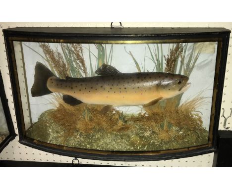 A taxidermy stuffed and mounted Trout (possibly cast or restored) in naturalistic setting and verre eglomise three sided glaz