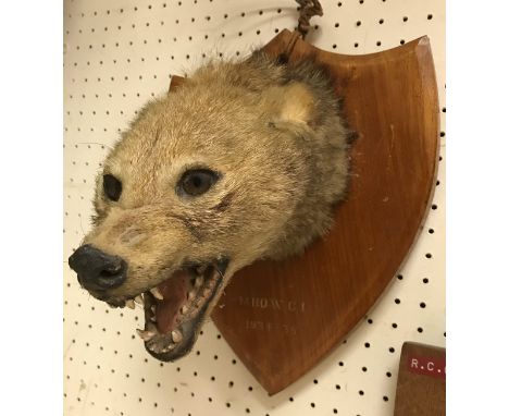 A taxidermy stuffed and mounted Jackel mask (probably a Golden Jackel) by Van Ingen and Van Ingen of Mysore, on a shield shap